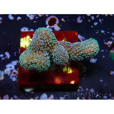 WYSIWYG RAH Stylophora Metallic Blue
