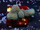WYSIWYG RAH Stylophora Metallic Blue