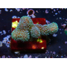 WYSIWYG RAH Stylophora Metallic Blau