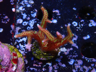WYSIWYG Seriatopora caliendrum Rosa
