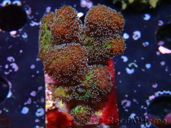 WYSIWYG Stylophora Rosada