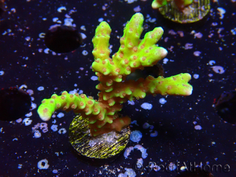 WYSIWYG - AK Goldenrod Anacropora