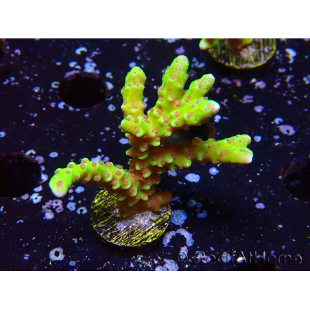 WYSIWYG - AK Goldenrod Anacropora