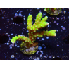 WYSIWYG - AK Goldenrod Anacropora