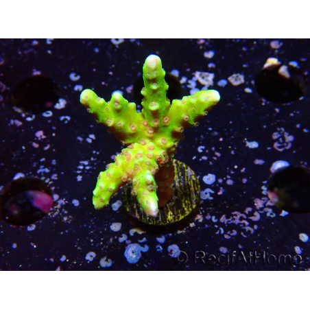 WYSIWYG - AK Goldenrod Anacropora