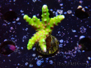 WYSIWYG - AK Goldenrod Anacropora