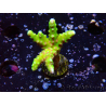 WYSIWYG - AK Goldenrod Anacropora
