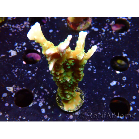 WYSIWYG - MH Tropicana Anacropora