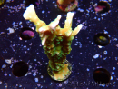 WYSIWYG - MH Tropicana Anacropora