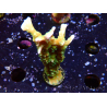 WYSIWYG - MH Tropicana Anacropora