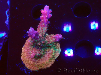 WYSIWYG- RAH Acropora Princess 5A1