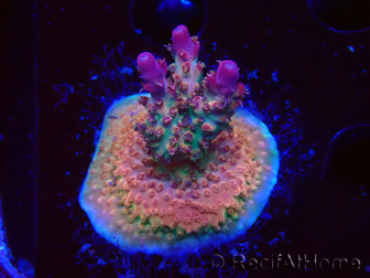 WYSIWYG- RAH Acropora Princess