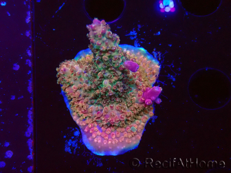 WYSIWYG- RAH Acropora Princess 5A3