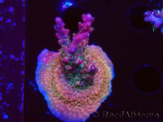 WYSIWYG- RAH Acropora Princess