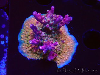 WYSIWYG- RAH Acropora Princess 5A5
