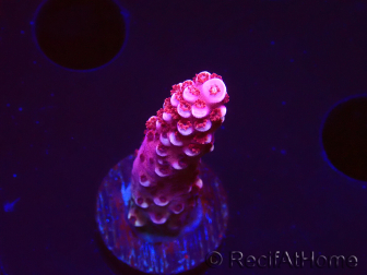 WYSIWYG MH Acropora Red Robin 5A6