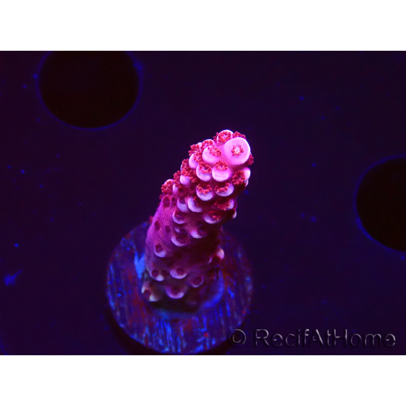 WYSIWYG MH Acropora Red Robin