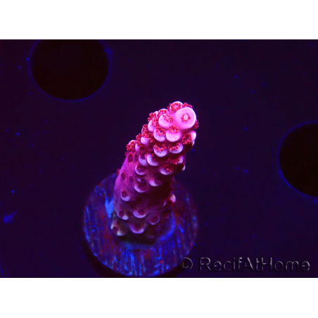 WYSIWYG MH Acropora Red Robin