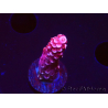 WYSIWYG MH Acropora Red Robin