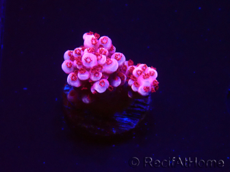 WYSIWYG MH Acropora Red Robin