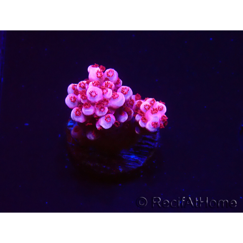 WYSIWYG MH Acropora Red Robin 5A7