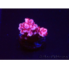WYSIWYG MH Acropora Red Robin 5A7