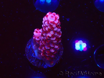 WYSIWYG MH Acropora Red Robin 5A8