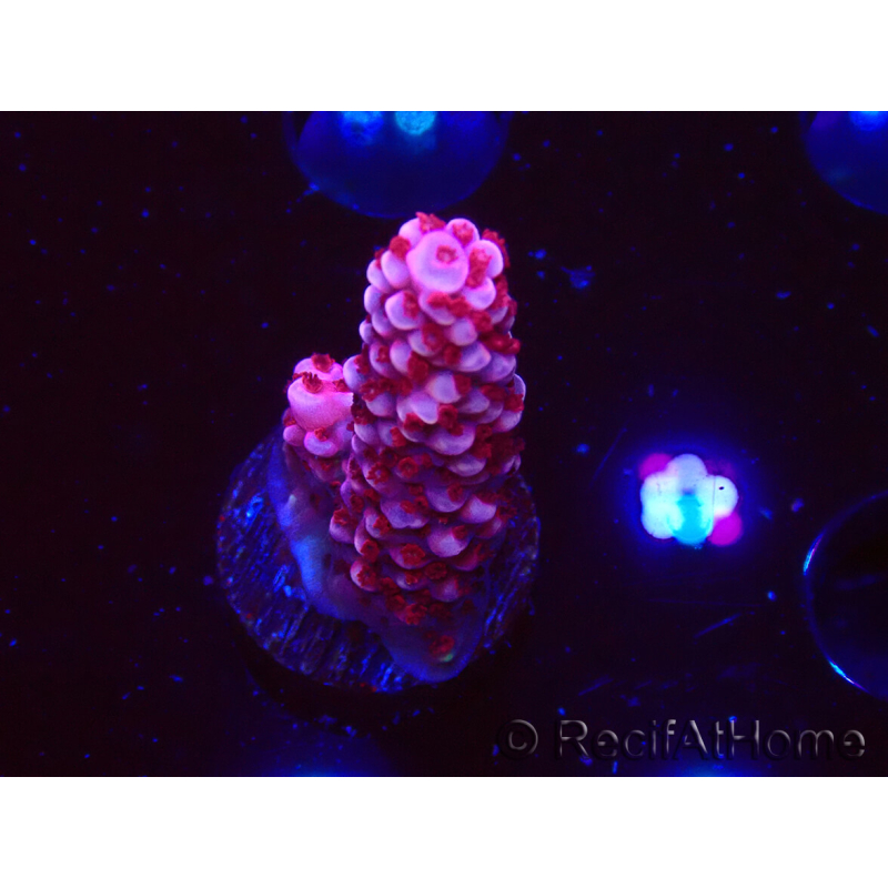 WYSIWYG MH Acropora Red Robin