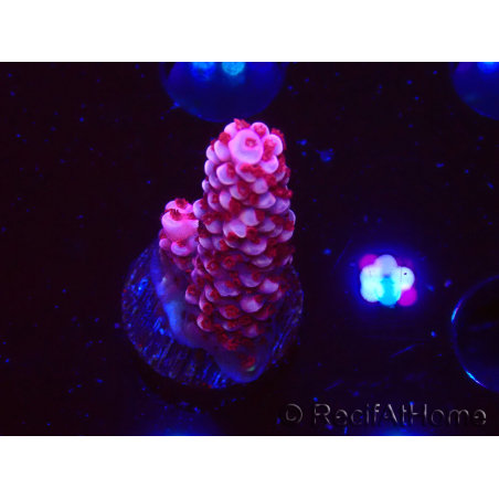 WYSIWYG MH Acropora Red Robin