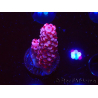 WYSIWYG MH Acropora Red Robin