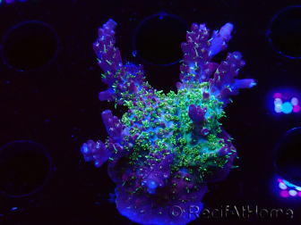 WYSIWYG- RAH Acropora Purple Haze 5B1