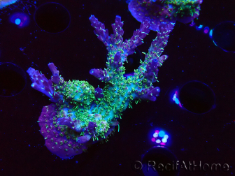 WYSIWYG- RAH Acropora Purple Haze 5B2