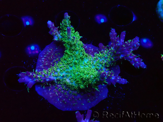 WYSIWYG- RAH Acropora Purple Haze 5B3