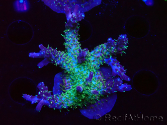 WYSIWYG- RAH Acropora Purple Haze