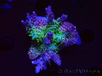 WYSIWYG- RAH Acropora Purple Haze 5B5