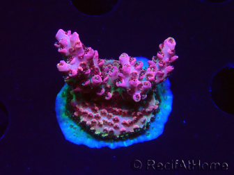 WYSIWYG RAH Acropora hyacinthus Pink Planet 5B6