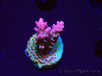 WYSIWYG RAH Acropora hyacinthus Pink Planet