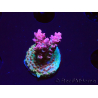 WYSIWYG RAH Acropora hyacinthus Pink Planet