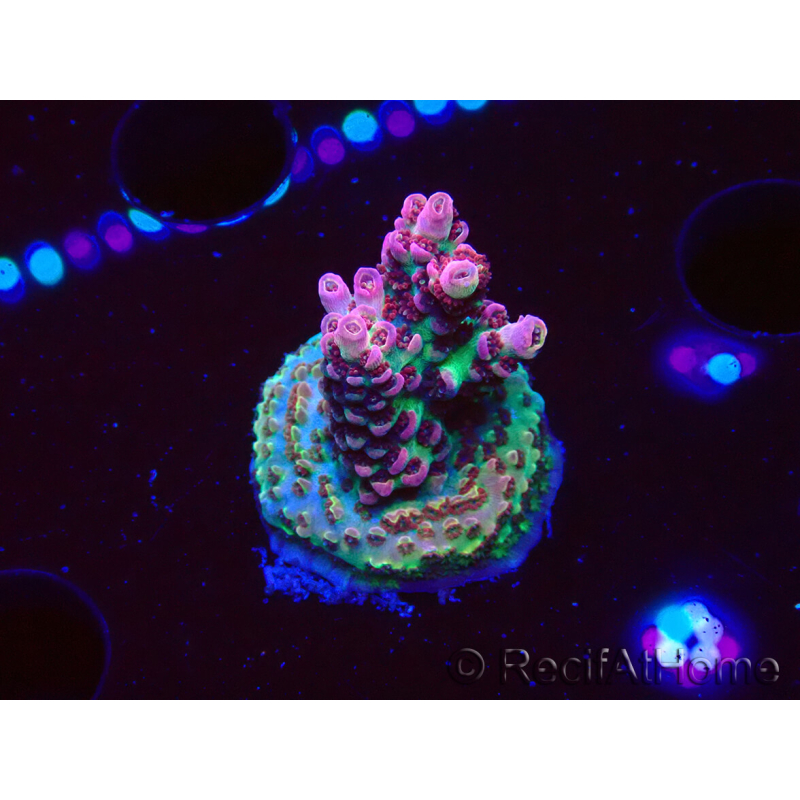 WYSIWYG RAH Acropora hyacinthus Pink Planet 5B8