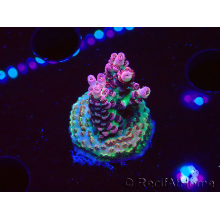 WYSIWYG RAH Acropora hyacinthus Pink Planet