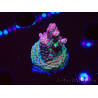 WYSIWYG RAH Acropora hyacinthus Pink Planet 5B8