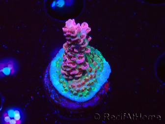 WYSIWYG RAH Acropora hyacinthus Pink Planet