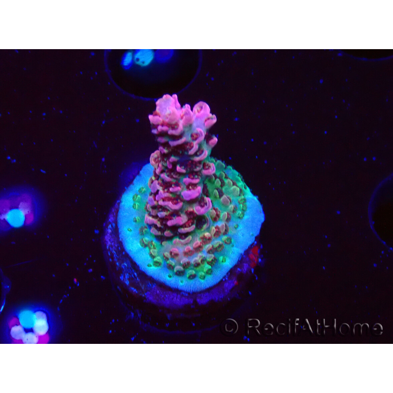 WYSIWYG RAH Acropora hyacinthus Pink Planet
