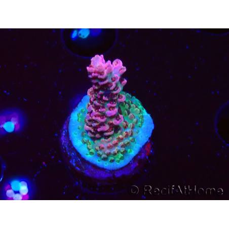 WYSIWYG RAH Acropora hyacinthus Pink Planet 5B9