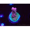 WYSIWYG RAH Acropora hyacinthus Pink Planet
