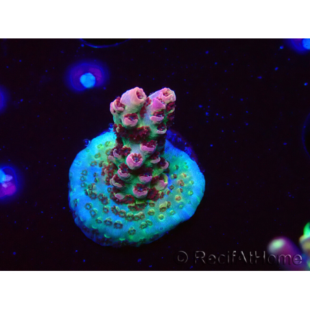 WYSIWYG RAH Acropora hyacinthus Pink Planet