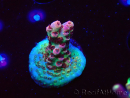 WYSIWYG RAH Acropora hyacinthus Pink Planet