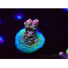 WYSIWYG RAH Acropora hyacinthus Pink Planet