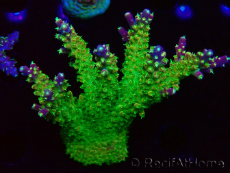 WYSIWYG MH Acropora natalensis