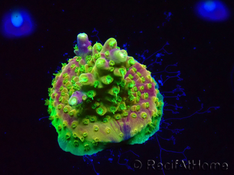 WYSIWYG MH Acropora natalensis 5C2